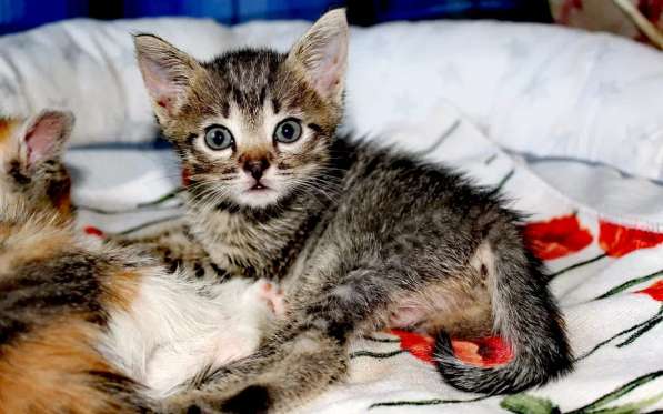 Котята в дар в Москве