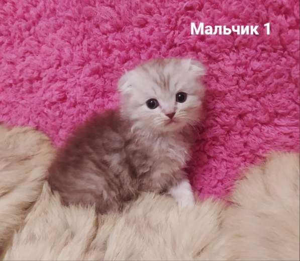 Котята вислоухие шотландские в Костроме фото 4