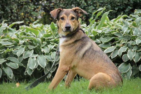 Очаровательная собачка компактного размера в Санкт-Петербурге фото 32