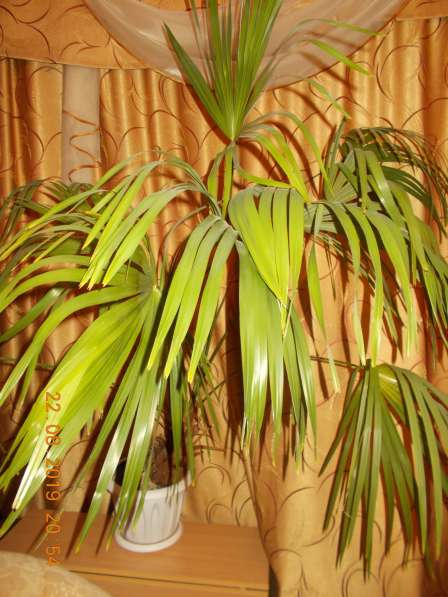 Веерная пальма в Миассе фото 3