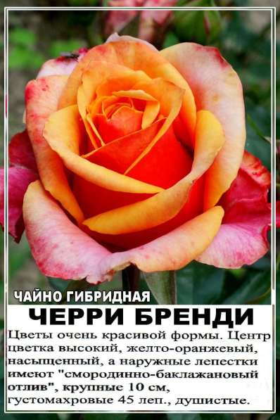Чайно гибридная роза эльдорадо фото и описание