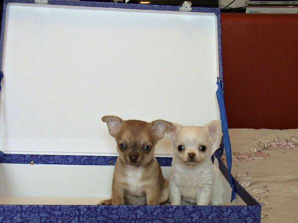 Мини девочка чихуахуа РКФ в Челябинске фото 16