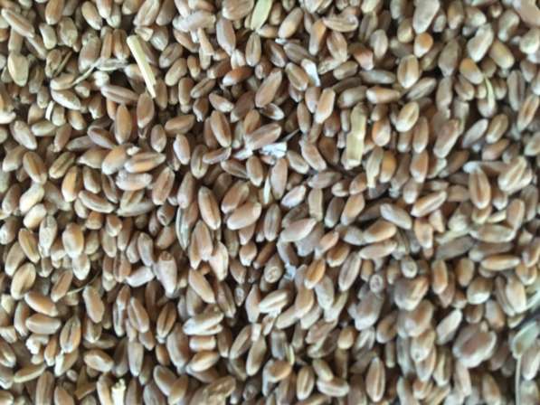 Пшеница из России на экспорт в Ставрополе