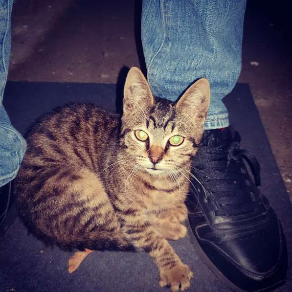 Димка ищет дом! в Москве фото 3