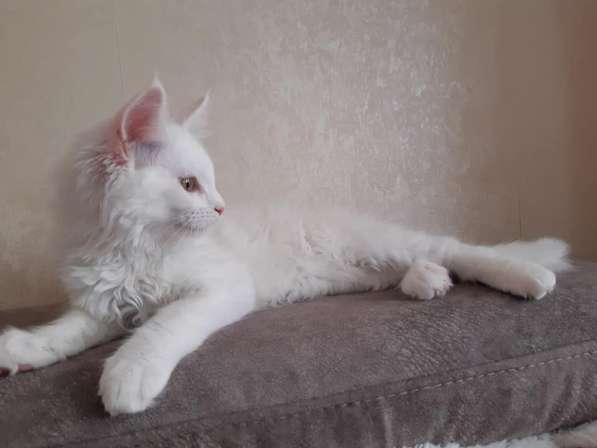 Maine Coon белая кошечка свободна в фото 10