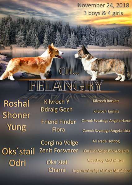 Щенки вельш корги кардиган в Москве фото 7