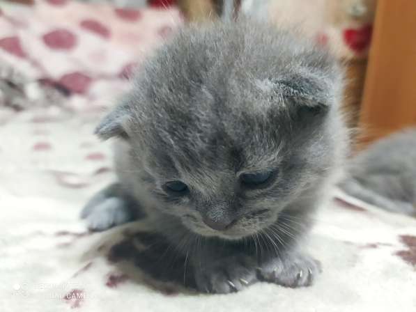 Продам котят в фото 7