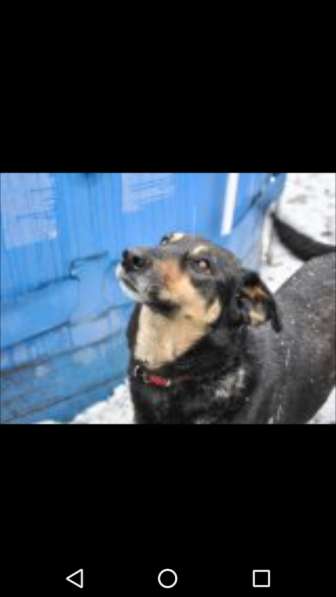 Красавица Лора в добрые руки в Москве фото 13