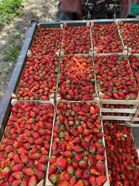 Сезонные фрукты ягоды овощи в фото 5