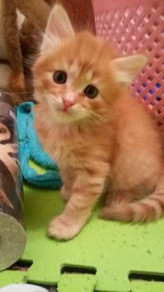 Рыжий сибирский котенок. Продам в Калуге фото 3