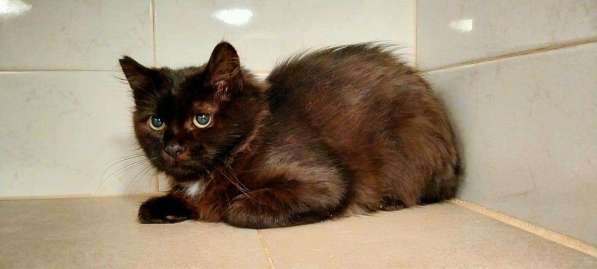 Кот Пьер ищет семью! в Москве фото 3