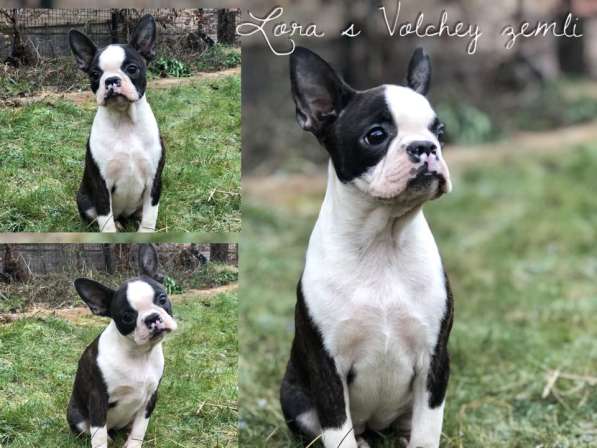 Бостон терьер - щенки от Чемпионов в Санкт-Петербурге фото 7