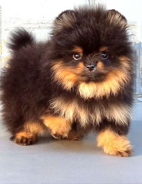 Померанский шпиц. Black tan в фото 3
