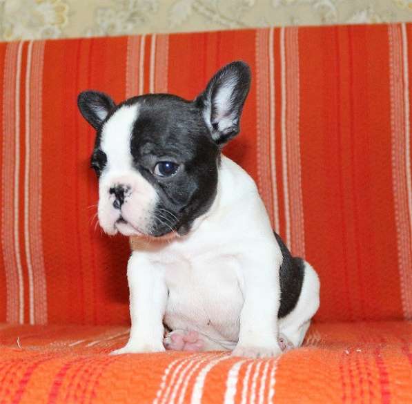 Щенки Французского бульдога питомник в Челябинске фото 8