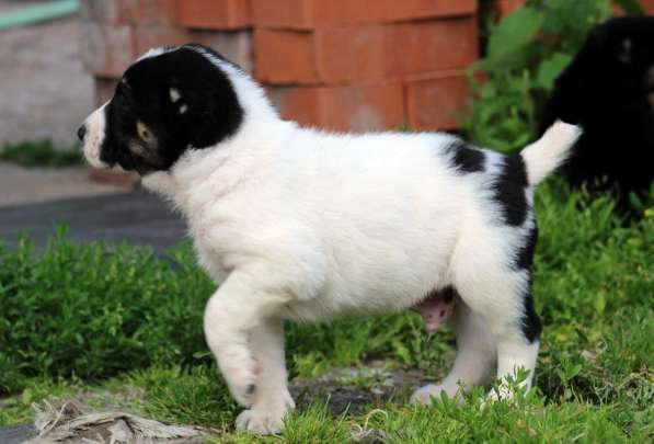 Высокопородные щенки САО (Алабай) в Краснодаре фото 9