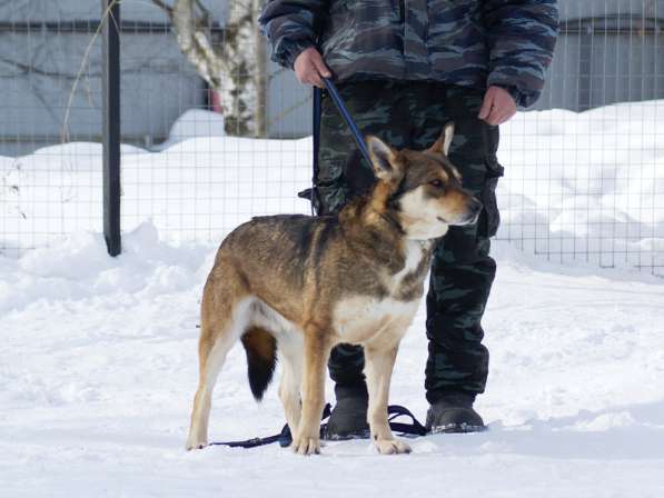 Жду тебя, мой Человек в Москве фото 5