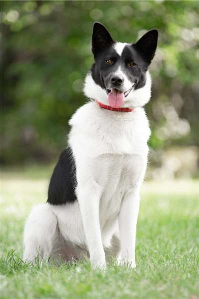 Красивый пёс Рэнди в добрые руки! в Москве фото 28