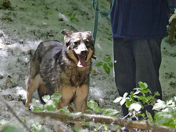 Идеальная домашняя любимица, добрейшая собачка Жуля в дар в Москве фото 3