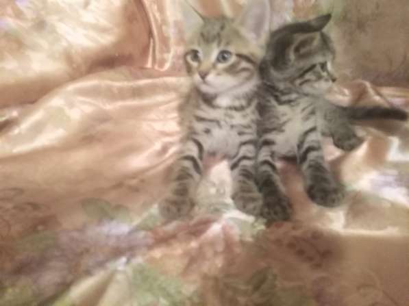 Котята в Сергиевом Посаде фото 9
