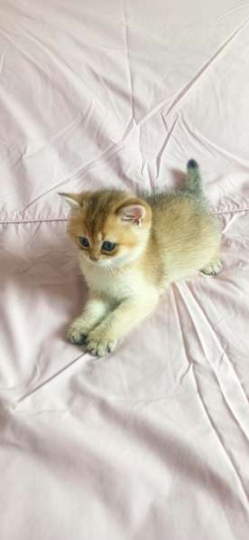 Котята британские короткошерстные золотые шиншиллы в фото 7