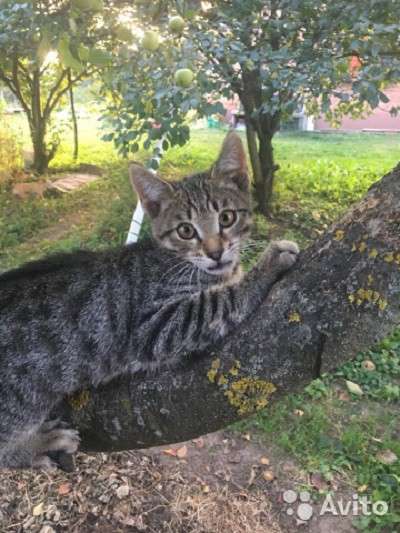 Котёнок задаром
