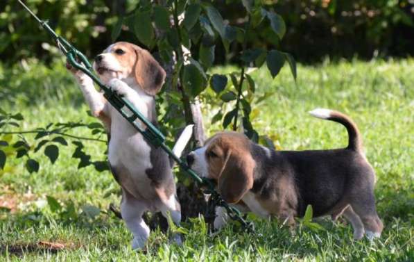 Щенки бигля в Иванове фото 5