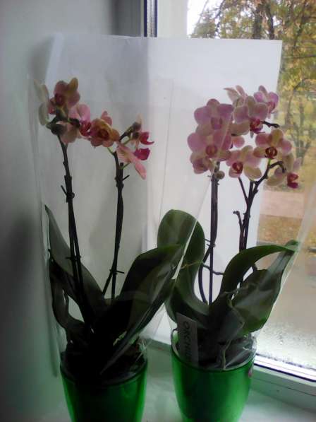 В наличии орхидеи цветущие и не цветущие в фото 5