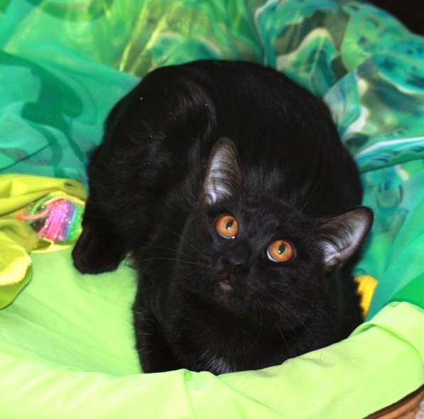 Блестящий Чёрный Граф. Котик-подросток в добрые руки в Калуге фото 6