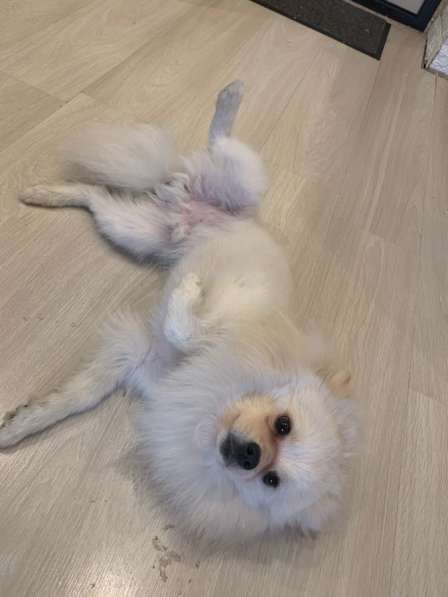 Продаётся шпиц в Москве фото 4