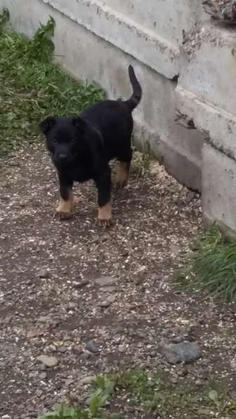 Щенки ищут хозяина в Красноярске фото 14