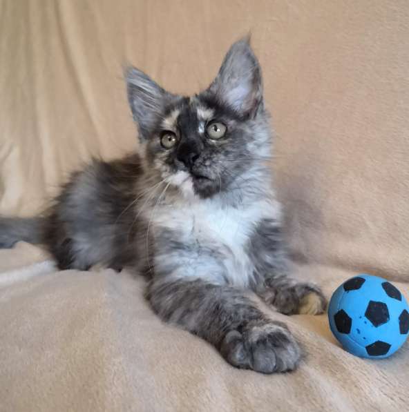 Maine Coons