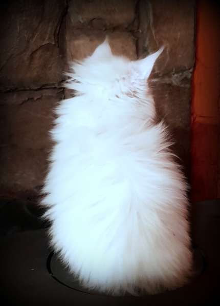 Мейн-кун белые котята в фото 6