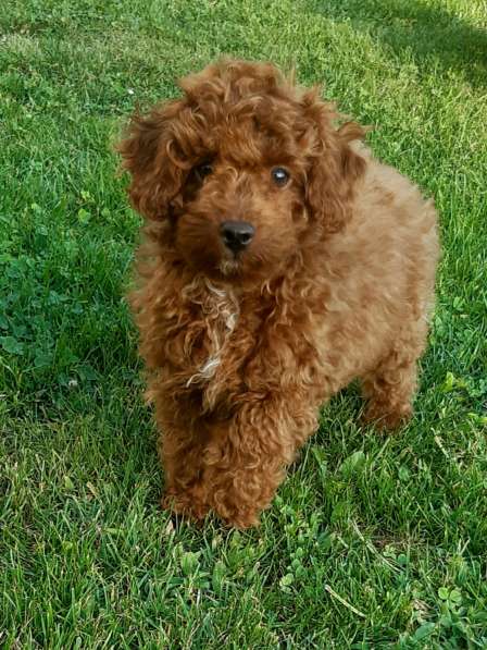 Pudl toy Red Braun (Maltipoo)