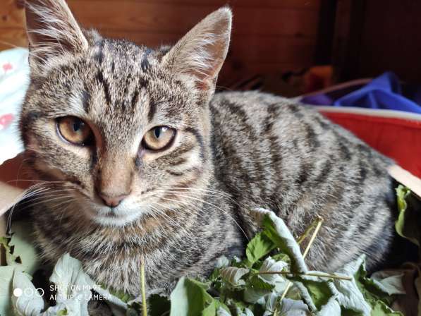 Котята ждут хозяев! в Москве фото 10