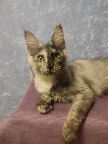 Продажа породистых котята породы Мейн-кун в Москве фото 14