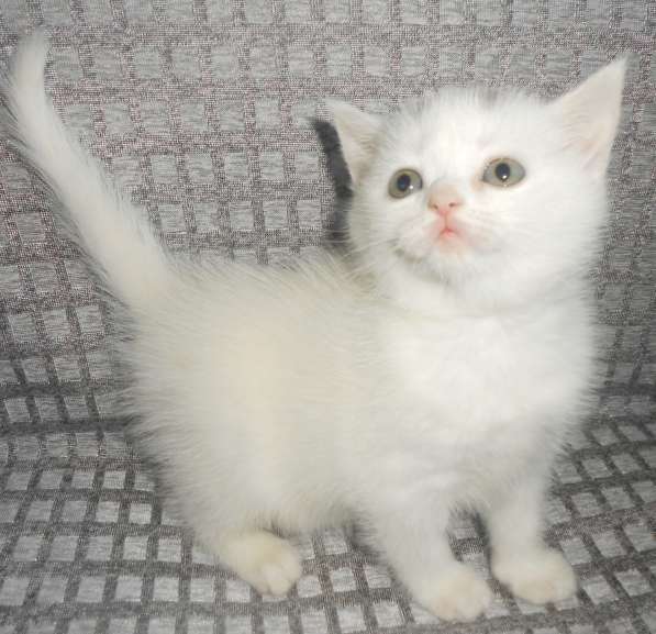 Белая кошка бри Белая британка Белый котенок британец в фото 6