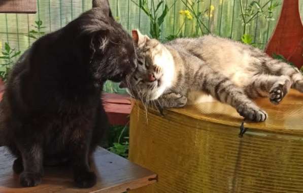 Воспитанный златоглазый котофей в Санкт-Петербурге фото 16