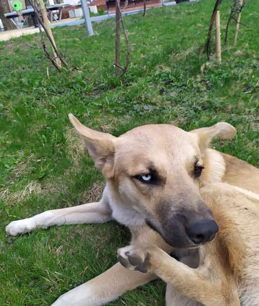 Молодой солнечный пес Кай ищет дом в Москве
