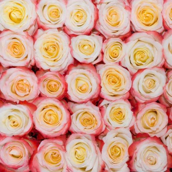 Розы из Эквадора по самым низким ценам в России в Москве фото 5