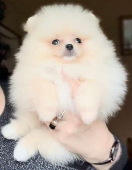 Померанский шпиц. Мини, мелкий стандарт в фото 4