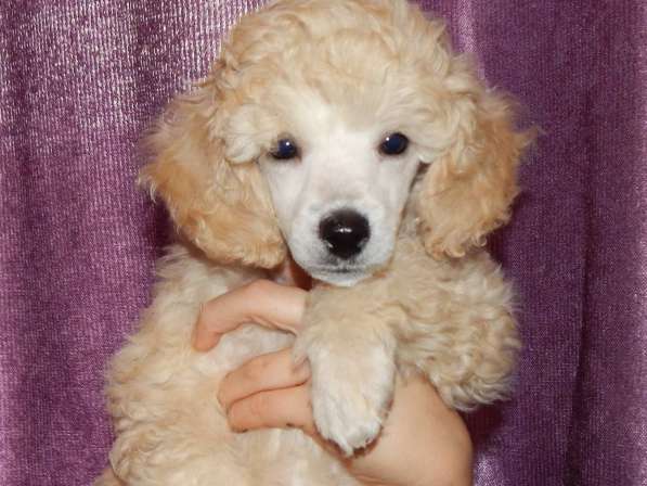 Poodle. Apricot and white boy's в 
