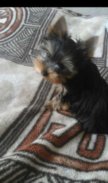 Вязка мини Йорк в Санкт-Петербурге фото 33