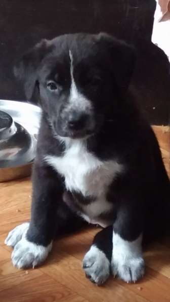 Щенки Алабая в Москве фото 6