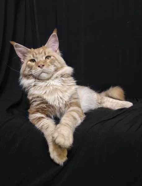 Bengals, Maine coons, Golden and silver chinchillas в фото 10