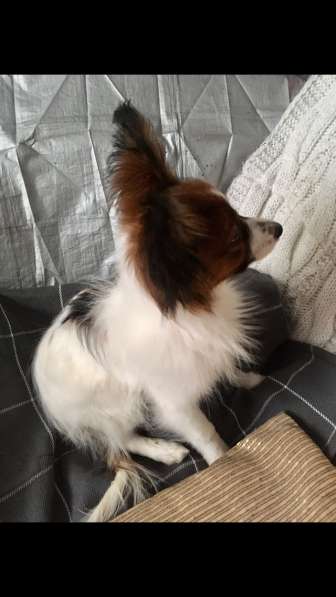 Папильон (Папийон) щенок в Твери фото 14