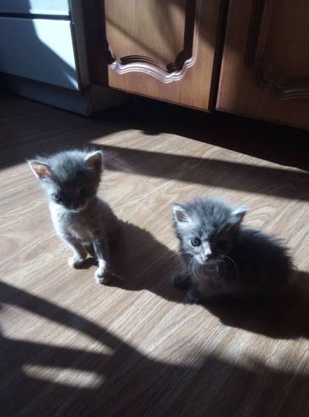 Котята в добрые руки в Брянске фото 10