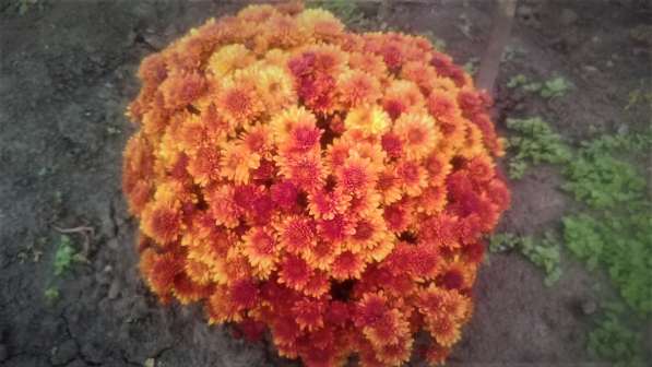Шаровидные хризантемы в Майкопе фото 13