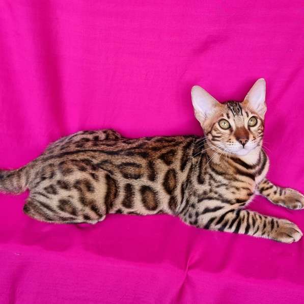 Продается чистокровный бенгальский котенок в фото 7