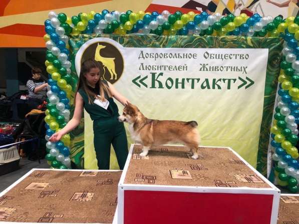 Подготовка собак к выставкам(хендлер) в Екатеринбурге фото 5