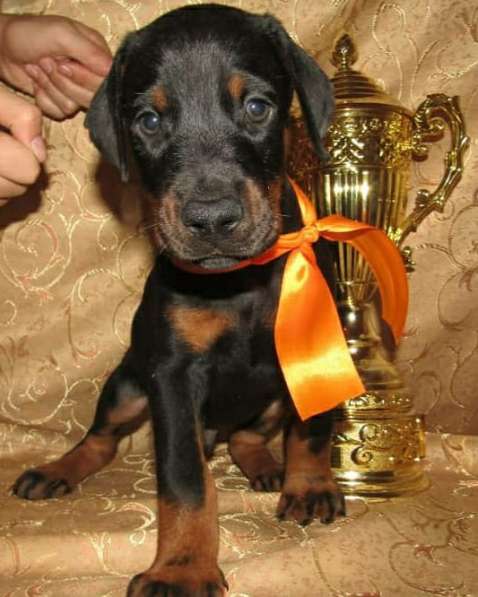 Ожидаются щенки Добермана в фото 3